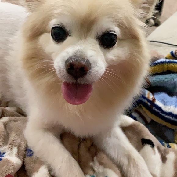 Meet your Posher, Victoria - Picture 1 of 1